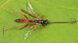 Perilissus sp. (male)