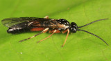 Hemitaxonus albidopictus