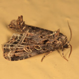 9056 - Waterlily Moth - Homophoberia cristata