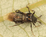 Ripiphorus schwarzi