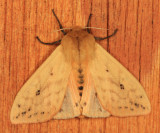 8129 - Isabella Tiger moth - Pyrrharctia isabella