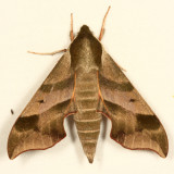 7885 - Virginia Creeper Sphinx - Darapsa myron