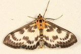 4952 - Small Magpie - Eurrhypara hortulata