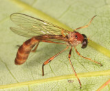 Tipulogaster glabrata