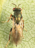 Pteromalidae