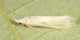 Nectopsyche sp.