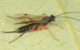 Cylloceria sp. (female)