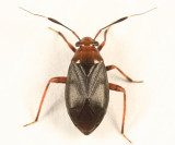 Capsus sp.