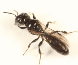 Crossocerus sp.