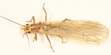 Isoperla montana