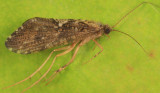 Rhyacophila fuscula