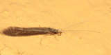 Leptocerus americanus