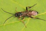 Pleolophus basizonus (male)