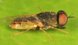 Odontomyia sp.