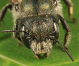 Osmia distincta