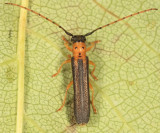 Dogwood Twig Borer - Oberea tripunctata