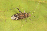 Phytocoris sp.