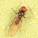 Big-headed Flies - Pipunculidae