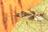 Plagiognathus sp.