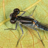 Hagen's Bluet - Enallagma hageni