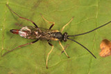 Campoctonus sp. (male)