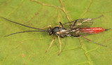 Campoctonus sp. (female)