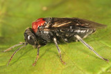 Eriocampa ovata