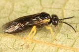 Aneugmenus flavipes