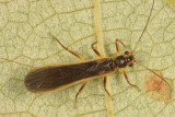 Perlesta sp.