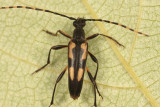 Etorofus subhamatus