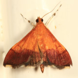 5040 - Bicolored Pyrausta Moth - Pyrausta bicoloralis