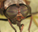 Tabanus stygius