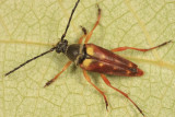 Typocerus velutinus