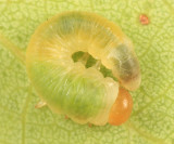 Tenthredinidae possibly Nematinae