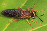 Ceraturgus fasciatus
