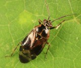 Deraeocoris nubilus