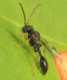 Wasps - Heloridae