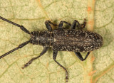 Microgoes oculatus