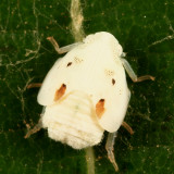 Northern Flatid Planthopper - Flatormenis proxima (nymph)