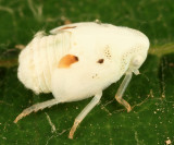 Northern Flatid Planthopper - Flatormenis proxima (nymph)