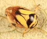 Dogwood Spittlebug - Clastoptera proteus