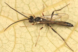 Cubocephalus sp.