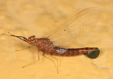 Isonychia bicolor (female)