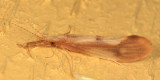 Triaenodes marginatus