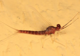 Isonychia bicolor (male)