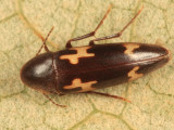 Dircaea liturata