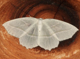 6796 - Pale Beauty - Campaea perlata