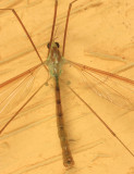 Nephrotoma tenuis (male)