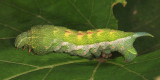 7885 - Virginia Creeper Sphinx - Darapsa myron (fifth instar)