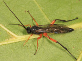Pimpla pedalis (male)
